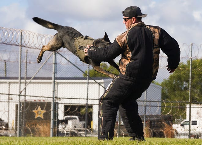 Martin County Sheriff''s Office Cpl. Ronald Manganiello is attacked by K-9 Groll during an obedience exercise, Wednesday, Nov. 2, 2022, at the department's headquarters in Stuart. The Sheriff's official plan for the former site of the Martin Girls Academy is to transform it into a K-9 training facility.