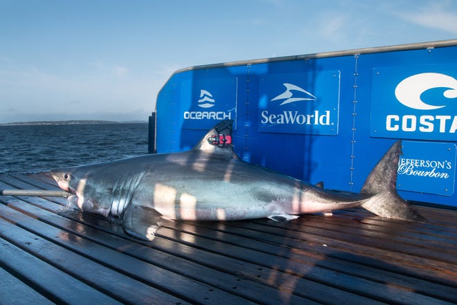 Hali, a 700-pound and 10-foot great white shark, pinged about 15 miles off Martin County on Oct. 22, 2021.