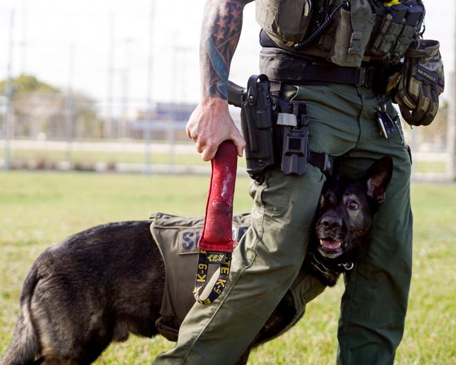 Martin County Sheriff''s Office Deputy Wes McNeal works with K-9 Groll, Wednesday, Nov. 2, 2022, at the department's headquarters in Stuart. The Sheriff's official plan for the former site of the Martin Girls Academy is to transform it into a K-9 training facility.