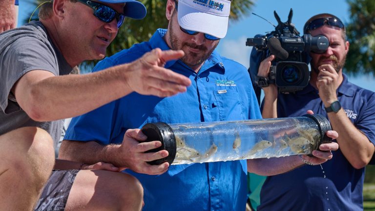 15,000 redfish fingerlings released into Indian River Lagoon system near Cocoa Beach