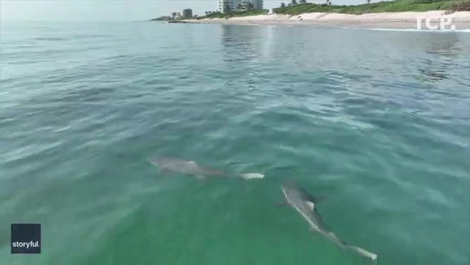 Florida photographer Paul Dabill says he often sees sharks when he films in the area, but the water being particularly “calm and clear”  helped produce "stunning results."