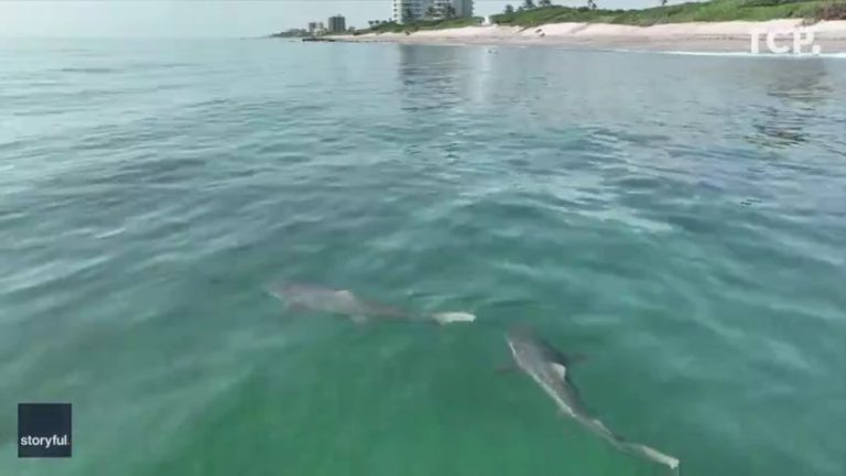 Shark bite at Hobe Sound Beach; Girl flown to St. Mary’s, injuries not life-threatening