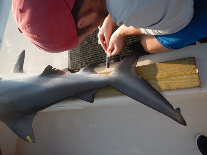 A researcher with Florida Atlantic University's Harbor Branch Oceanographic Institute samples from a bull shark caught and released in the Indian River Lagoon in 2022.