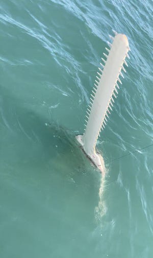 A 13-foot long sawfish was caught & released April 9, 2022 by a UK angler fishing with Fin & Fly charters in Cocoa Beach.
