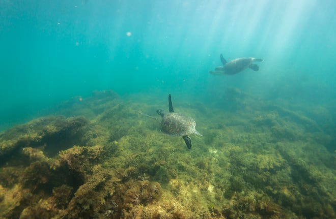 Two juvenile green sea turtles swim over the wreck of the SS Breconshire, Wednesday, July 15, 2020, located roughly a quarter mile offshore of Vero Beach.