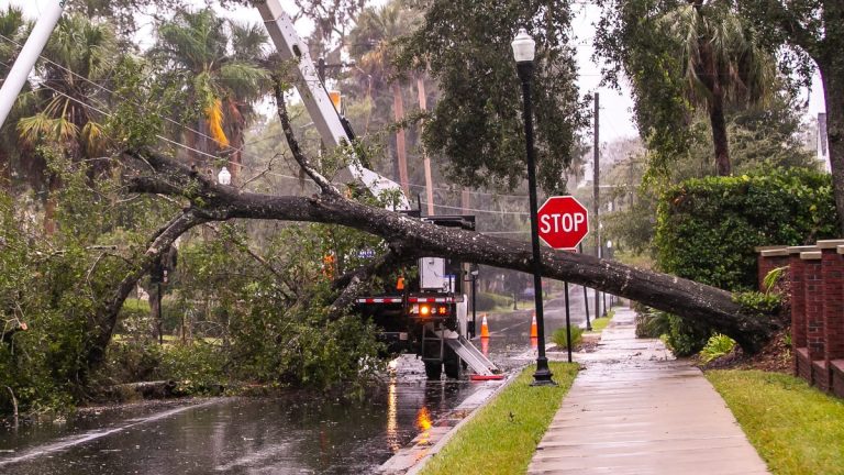 Fallen trees and debris: A look at Florida after Hurricane Nicole