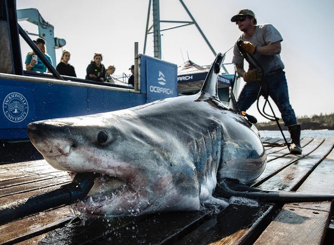 Tancook, a juvenile male white shark tagged by OCEARCH, is swimming off the coast of Scottsmoor Nov. 25, 2022.