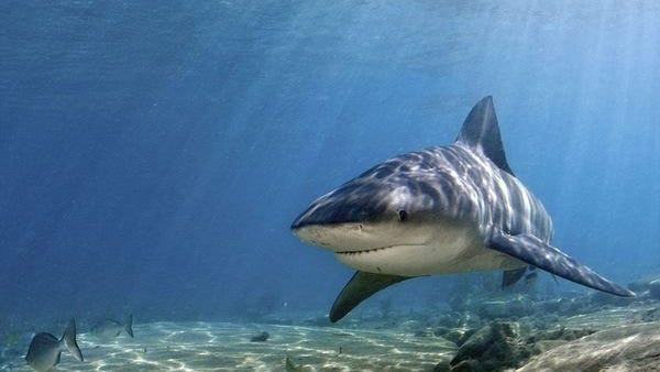 Bull shark