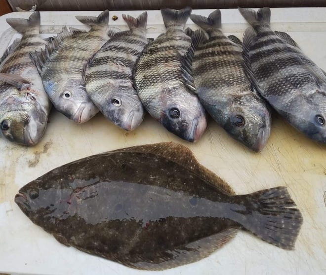 Space Coast anglers can look forward to sheepshead and flounder when cool weather is around.