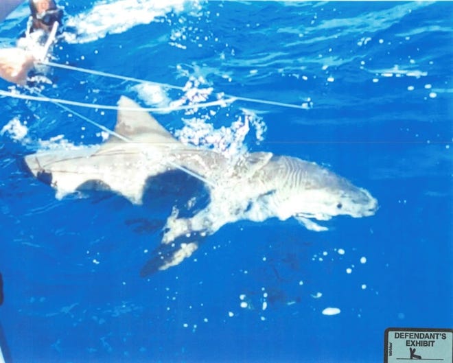Two Jupiter divers were charged with theft after releasing sharks from a fishing line they said they believed was abandoned and illegal. Images contained in court records show numerous sharks ensnared on the line's hooks.
