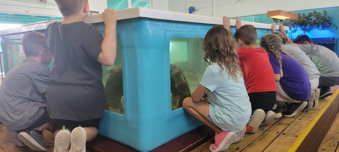Students learn about marine organisms at the Environmental Studies Center in Jensen Beach.