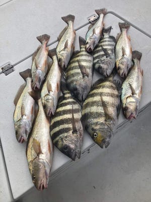 Sheepshead and croaker were common catches with Capt. John Young of Bites On charters  during the Christmas week holiday 2022.