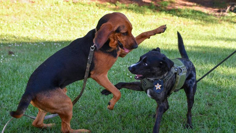 New canine team with bloodhound, therapy dog on duty at Martin County Sheriff’s Office