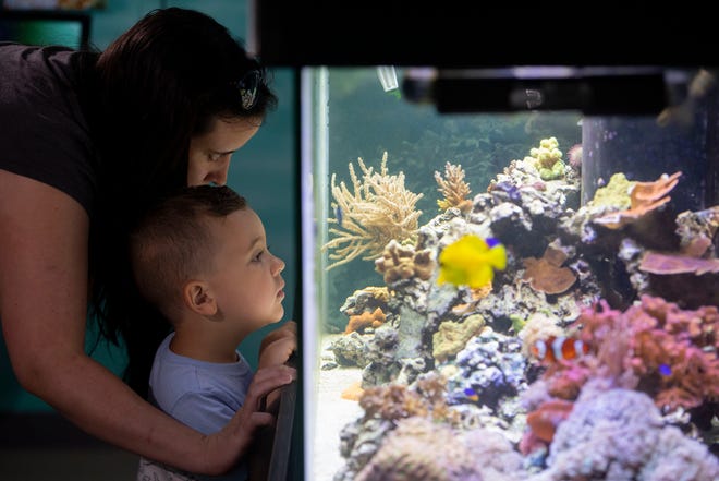 Kaitlyn Graham and son Carter Graham, 3, of Port St. Lucie, observe a fishtank Friday, Aug. 16, 2019 at the St. Lucie County Aquarium in Fort Pierce. "He's as amazed as he was at the big aquarium in Georgia," Kaitlyn Graham said.