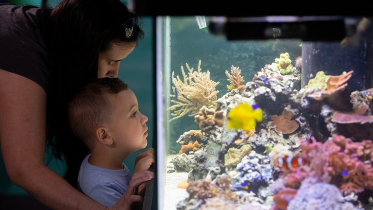 12 Days of Christmas: How to help the Smithsonian Marine Station aquarium in Fort Pierce