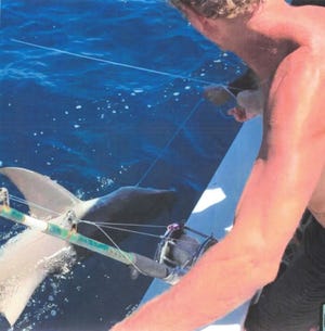 Two Jupiter divers were charged with theft after releasing sharks from a fishing line they said they believed was abandoned and illegal. Images contained in court records show numerous sharks ensnared on the line's hooks.