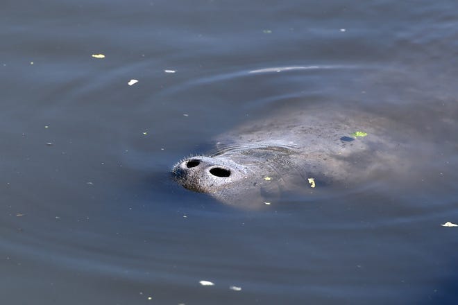 Manatees feed on romaine lettuce on Friday, Feb. 4, 2022, at the Florida Power & Light Cape Canaveral Next Generation Clean Energy Center in Cocoa.