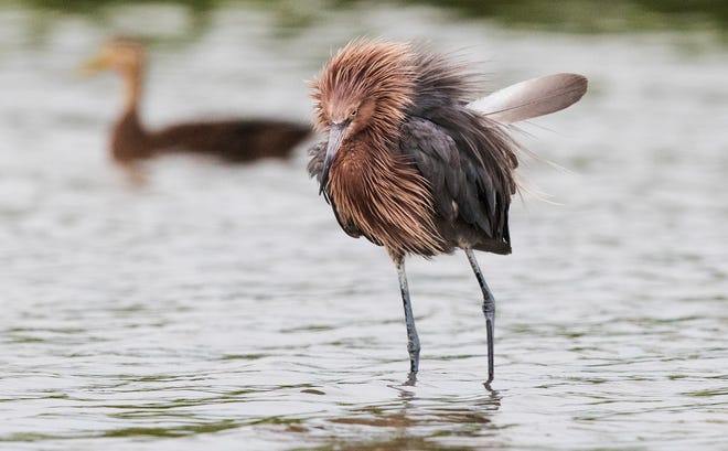 A reddish egret wtih a rogue feather that is about to fall out feeds in the Little Estero Critical Wildlife Area on the south end of Fort Myers Beach on Wednesday, July 28, 2021.