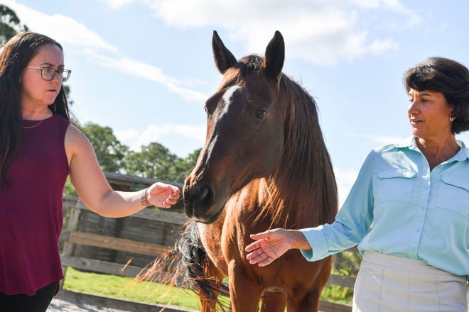 Merriam Mashatt (right), a Professional Association of Therapeutic Horsemanship International certified equine specialist in mental health and learning, and Jeannie Jones, a licensed mental health counselor, work with rescue horse, Jasmine, Wednesday, Dec. 7, 2022, at the Equine Rescue and Adoption Foundation (ERAF) in Palm City. Mashatt is training horses to be a part of Begin Again, a new program that will train horses to work in equine therapy and learning activities for veterans, foster care children or abuse survivors.