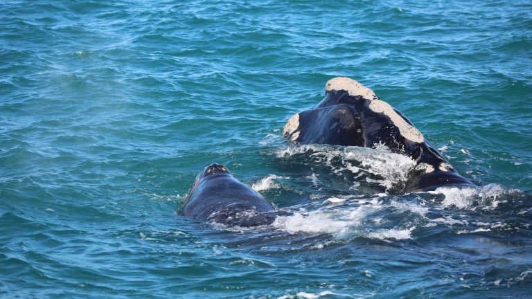 See endangered right whales? Stay away, say feds