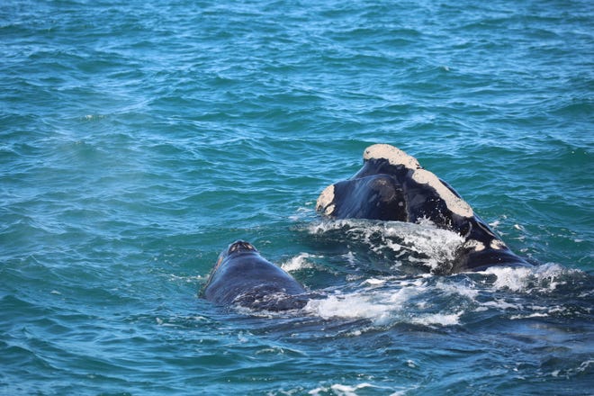 Right whale Pilgrim & her new calf off Cape Canaveral on Jan. 1, 2023.