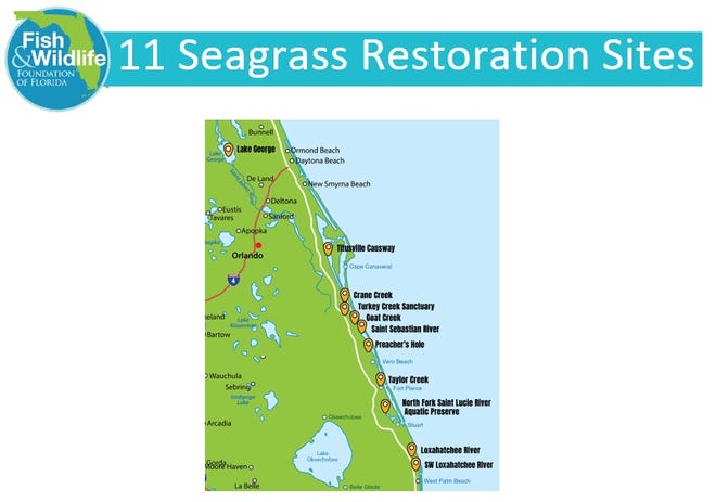 There are at least 11 planned and/or ongoing seagrass planting sites in the Indian River Lagoon.