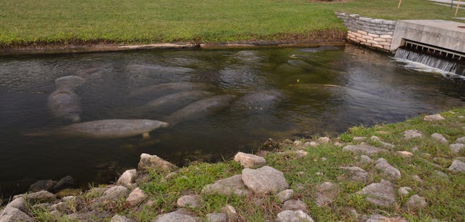 Watching the manatees huddling in the warm canal at Desoto Park in Satellite Beach, like these pictured on Dec. 26, 2022, has become a popular pastime for locals and people visiting from out of town to come see the manatees up close