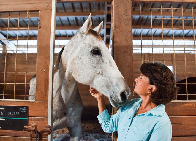 Merriam Mashatt, a Professional Association of Therapeutic Horsemanship International certified equine specialist in mental health and learning, greets rescue horse, Drexel, Wednesday, Dec. 7, 2022, at the Equine Rescue and Adoption Foundation (ERAF) in Palm City. Mashatt is training horses to be a part of Begin Again, a new program that will train horses to work in equine therapy and learning activities for veterans, foster care children or abuse survivors.