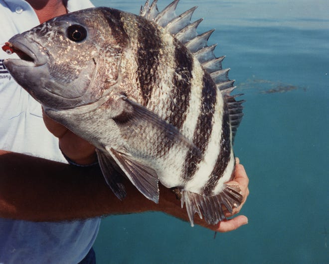 Sheepshead season is still going strong in our area.