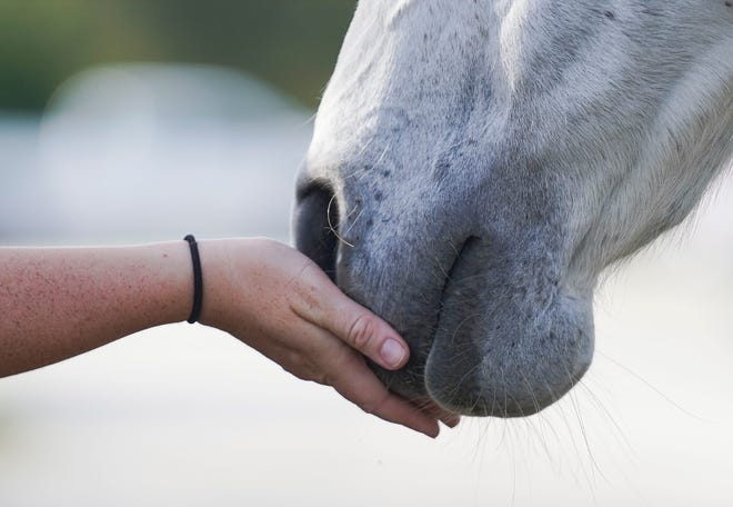 Jeannie Jones, a licensed mental health counselor, does an attachment exercise with rescue horse, Skippy, Wednesday, Dec. 7, 2022, at the Equine Rescue and Adoption Foundation (ERAF) in Palm City .Jones is partnering with Skippy and six other rescue horses to be a part of a new therapy program for trauma survivors. "As a group of clients, we go into the pasture with the herd and just let whatever comes up come up therapeutically.....how the horses react with the humans and how the humans react with the horses and if we see any patterns or shifts or unique behaviors and let the process therapeutically flow," said Jones. "Sometimes we have a specific topic or obstacle for the group to do with the herd."