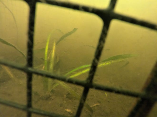 Planted seagrass is holding its own in Turkey Creek in this Dec. 15, 2022 underwater photo.