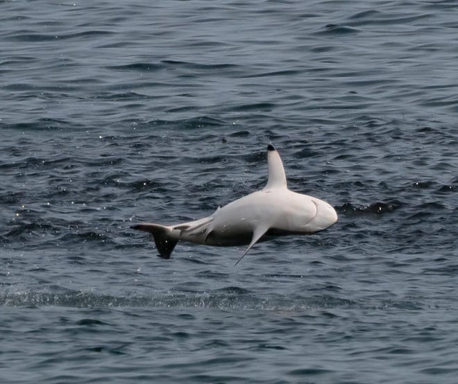 A spinner shark, showing off.