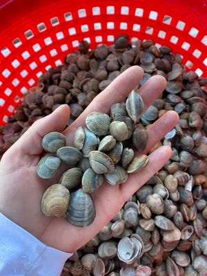 The city of Satellite Beach put baby clams just offshore of Samsons Island, as part of building a 'mosaic' of habitat, including replanting seagrass.
