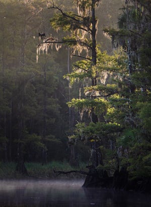 Steam fog rises from Fisheating Creek, which is the last natural tributary flowing into the heart of the Everglades. Anna Upton, the CEO of the Everglades Trust, praises Gov. Ron DeSantis for his commitment to protecting the Everglades.