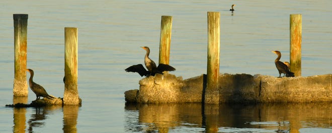 Birds in the early evening on the Indian River Lagoon, along Rockledge Drive.