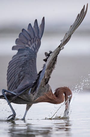 A reddish egret feeds in the shallows at Bunche Beach in Fort Myers. The species is one of more than 300 that make Everglades National Park the top spot for birding in the nation, a report says.