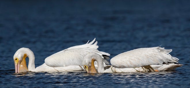 A pair of white pelicans feed at Little Estero  Critical Wildlife Area on Fort Myers Beach on Jan. 11, 2022.