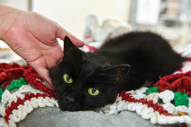 "I just love these cats so much, they're sassy, they have attitude and boundaries and so much personality," said volunteer Melony Zaravelis, who pets Whisper, a 12-year-old female cat, in the Humane Society of the Treasure Coast's cat room, Friday, Dec. 16, 2022, in Palm City. Zaravelis is working to open the Treasure Coast's first cat cafe in Port St. Lucie. "The shelters in the area are very over populated and a cat cafe will allow a space free to the shelters," said Zaravelis. "We can house their cats for them and it will socialize them with other cats and people making them more adoptable."