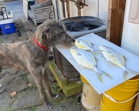 "Yep, 11 inches." Ula, a year-old Irish wolfhound, checks out Marco Pompano's recent haul out of the surf, making sure they meet the mandated minimum length.