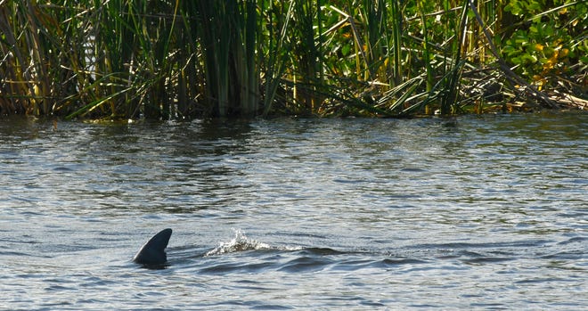 A dolphin passes by the area where seagrass restoration is in progress. A crew from Sea & Shoreline Aquatic Restoration and the Fish and Wildlife Foundation of Florida were at Goode Park on Turkey Creek in Palm Bay in November 2022, planting seagrass. They put more than hundred temporary cages over the plants so they can grow stronger.