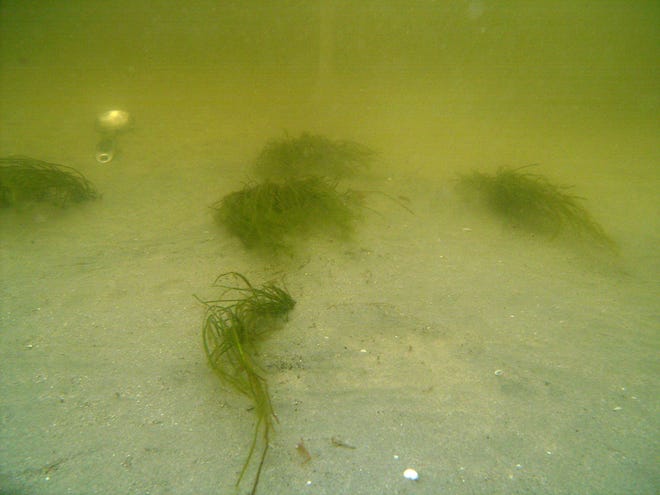 Atkins North America did an experimental seagrass planting project in the inlet area for Sebastian Inlet District in 2013 after a seagrass die-off.