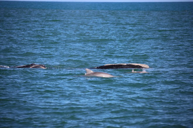 Right whale mother Pilgrim & her unnamed calf are accompanied by dolphins on Jan. 1, 2023 off Cape Canaveral.