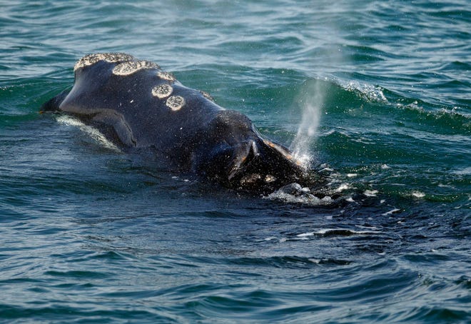 FILE - A North Atlantic right whale feeds on the surface of Cape Cod bay off the coast of Plymouth, Mass., March 28, 2018. The fading North Atlantic right whale will remain protected under the Endangered Species Act and requires a series of protective steps to stave off extinction, federal authorities said Tuesday, Dec. 27 2022. (AP Photo/Michael Dwyer, File)