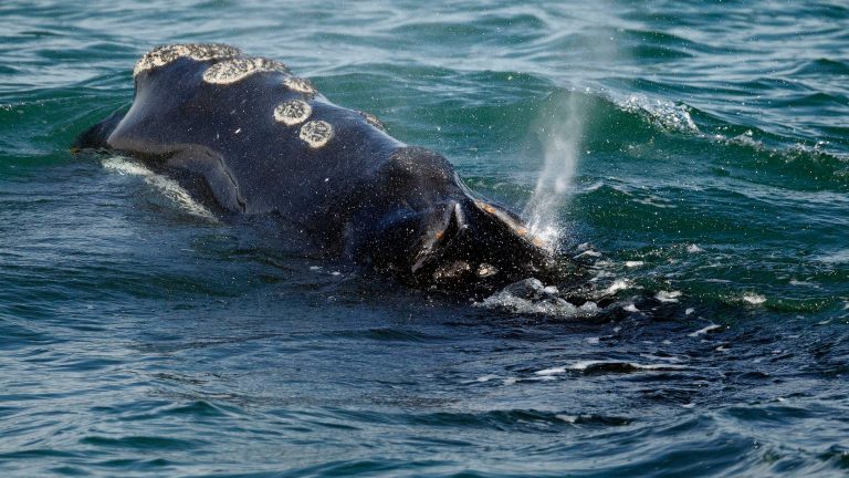 Right whale and calf spotted off Hutchinson Island on Friday; NOAA urges people to stay away