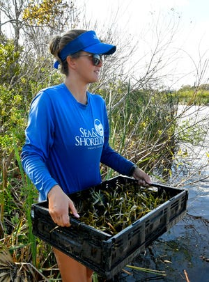 Katie Kramer, senior biologist, carrying seagrass to be placed in the water.  A crew from Sea & Shoreline Aquatic Restoration and Fish and Wildlife Foundation of Florida were at Goode Park on Turkey Creek in Palm Bay. They are working on a series of  projects in the Indian River Lagoon tributaries, to restore meadows of seagrass and submerged aquatic vegetation. They are placing over a hundred temporary cages over the plants so they can grow stronger.
