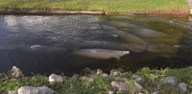 c39e764c-74d5-40ab-b892-051ceb1dd673-cold_manatees_5-1 The manatees huddling in the warm canal at Desoto Park in Satellite Beach has become a popular spot for locals and people visiting from out of town to come see the manatees up close.