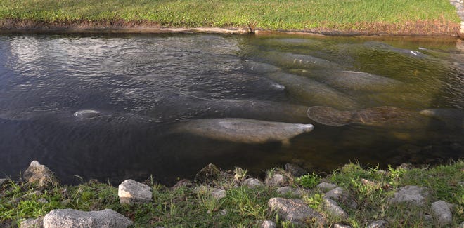 The manatees huddling in the warm canal at Desoto Park in Satellite Beach has become a popular spot for locals and people visiting from out of town to come see the manatees up close.