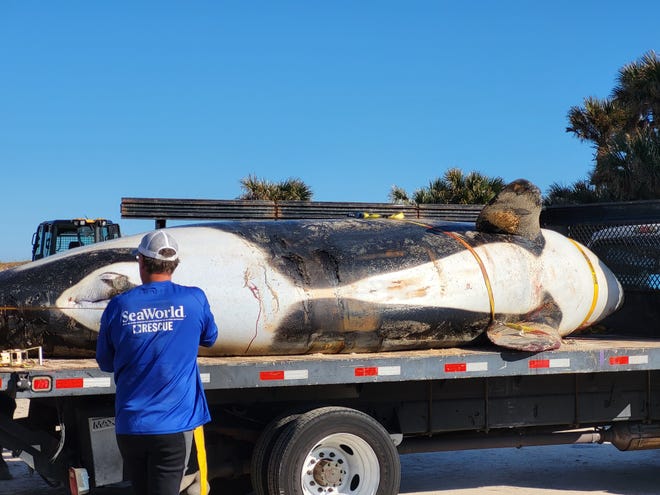 Marine biologists from SeaWorld and officials from the Florida Fish and Wildlife Conservation Commission helped move a 21-foot oraca that washed up and died on Palm Coast Wednesday, Jan. 12, 2023.