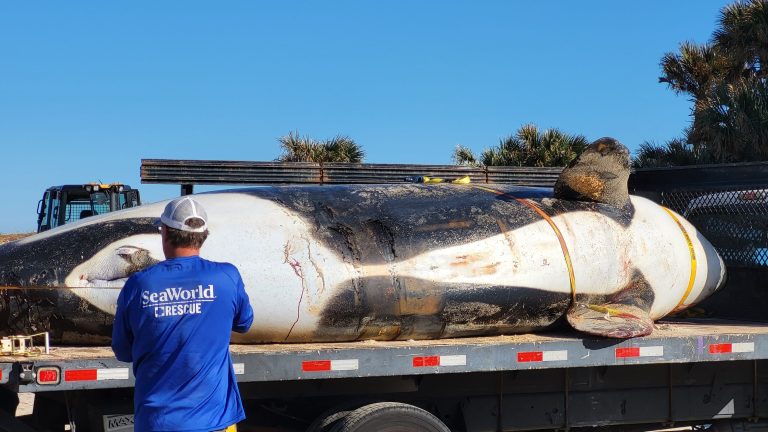 A 21-foot killer whale washed up on Palm Coast and died. Here’s what we know