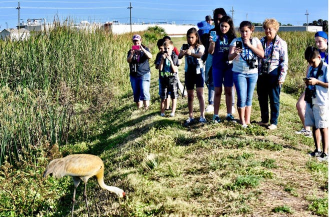 Members of the Audubon Advocates after-school group take photos of a sandhill crane at the wetland adjacent to the West Regional Wastewater Treatment Plant near Vero Beach.